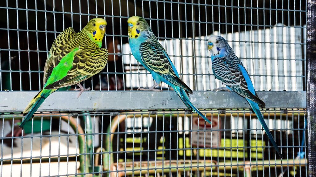 qual-o-tipo-de-gaiola-ideal-para-periquito-australiano