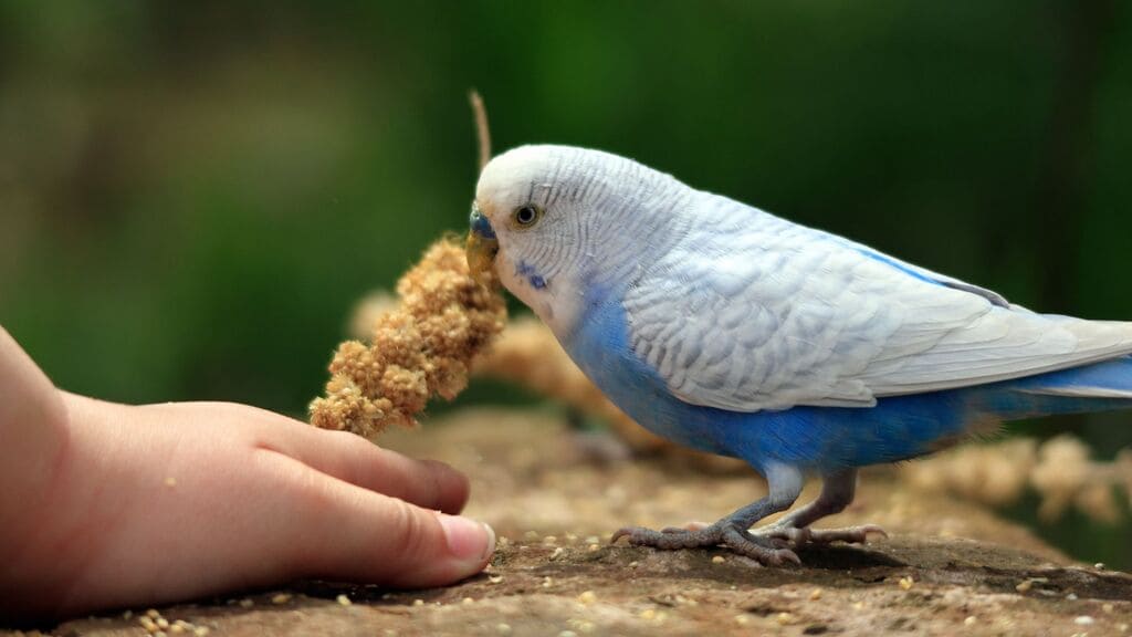 Periquito pode comer pão? Descubra a resposta