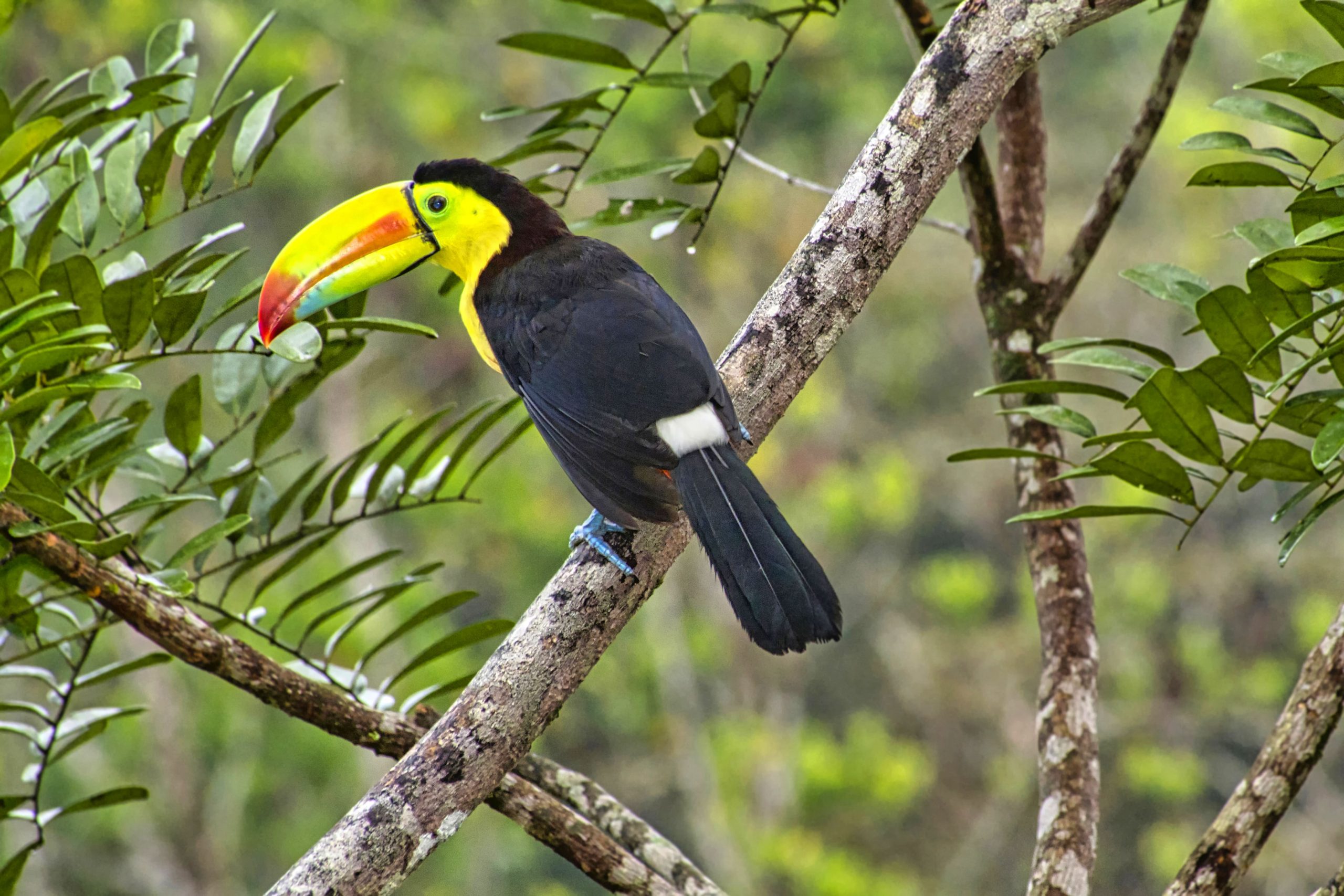 tucano-de-bico-arco-íris-numa-arvore-aves-do-brasil