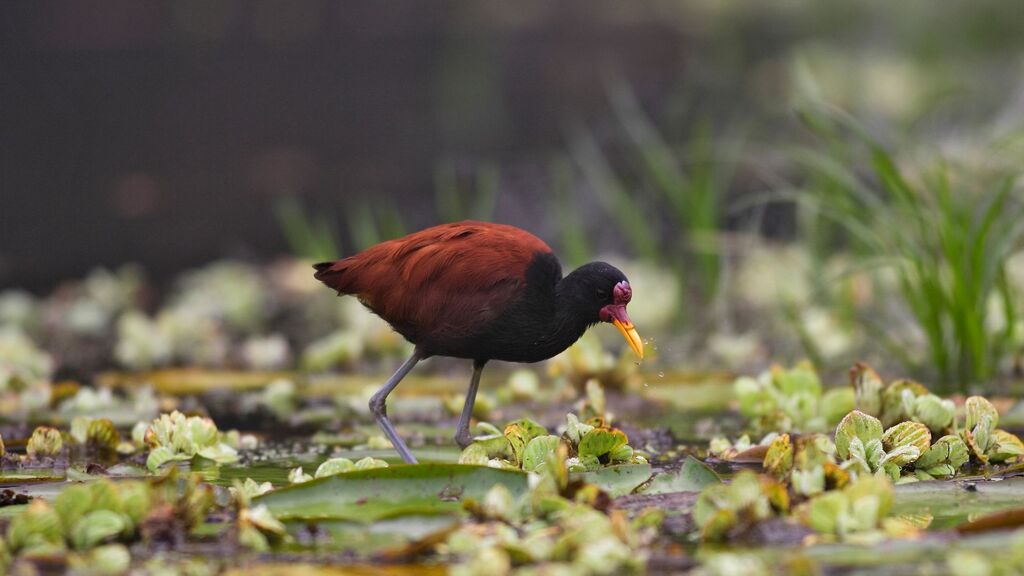 jacana-comendo-aves-do brasil