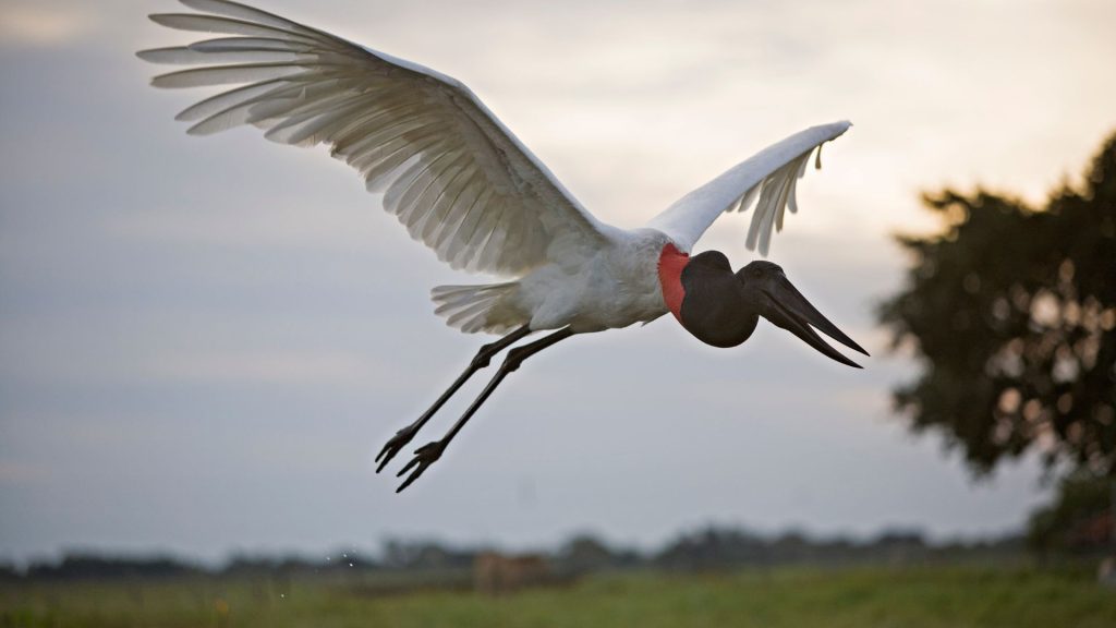 tuiuiu-aves-tipicas-do-brasil