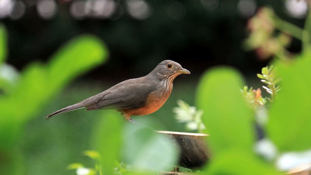 sabia-laranjeira-aves-do-brasil