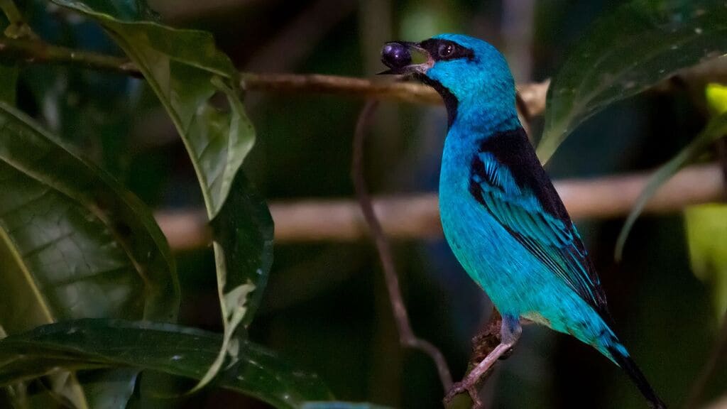 aves-brasileiras-sai-azul