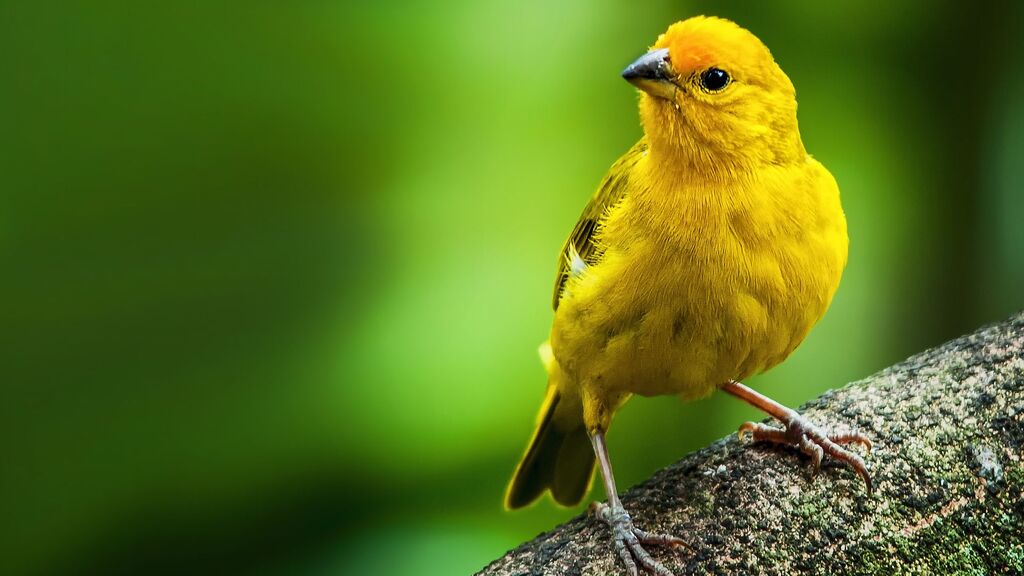 canario-da-terra-aves-tipicas-do-brasil