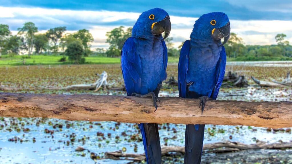 arara-azul-anodorhynchus hyacinthinus-aves-brasileiras