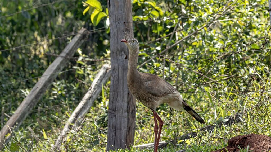 aves-brasileiras-siriema-cariama-cristata