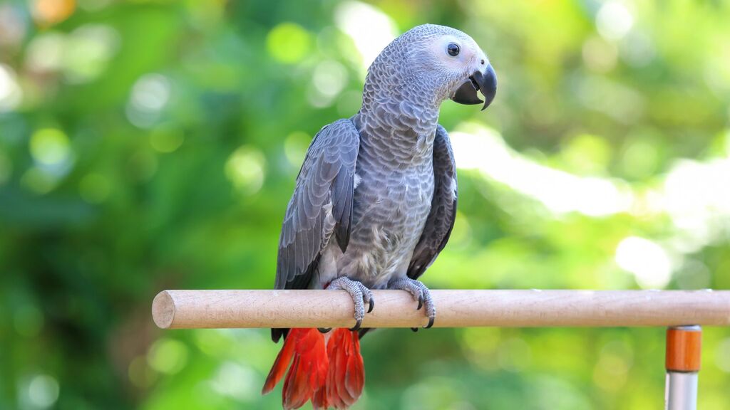aves-que-falam-papagaio-africano