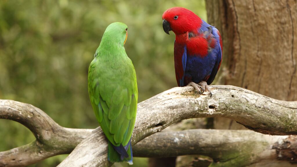 papagaio-eclectus-fala-aves-falantes