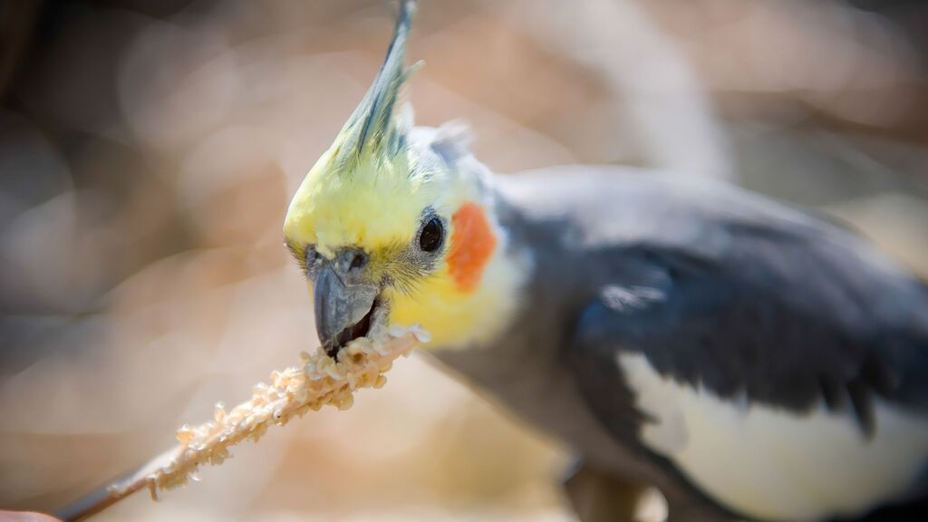 aves-que-falam