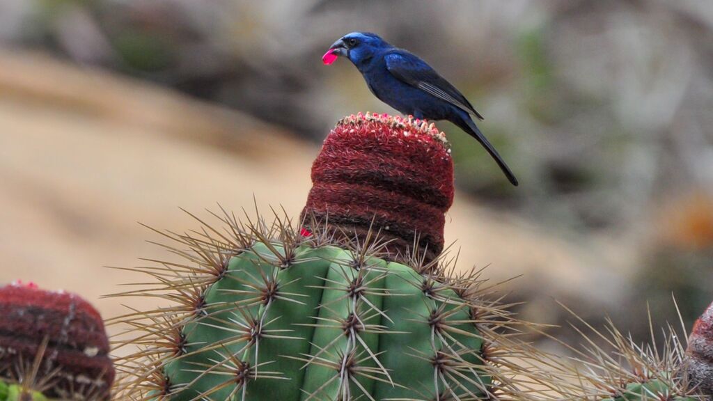 aves-brasileiras-azulao