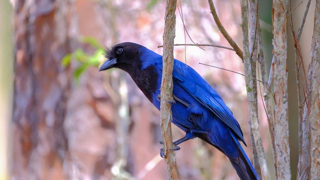 corvos-no-brasil-gralha-azul