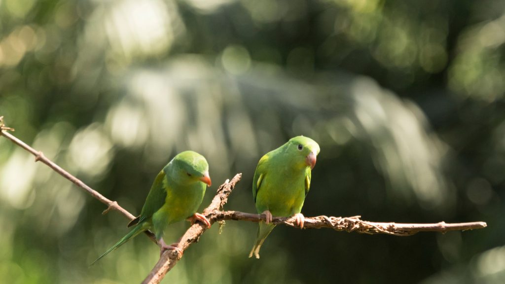 periquito-verde-carateristicas-e-cuidados