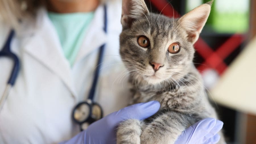 doencas-de-gato-prevencoes-e cuidados