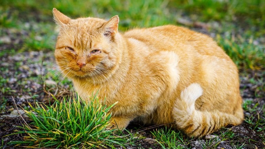 o-que-pode-causar-gripe-nos-gatos