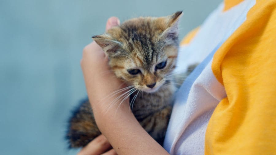 gato-de-2-meses-como-cuidar