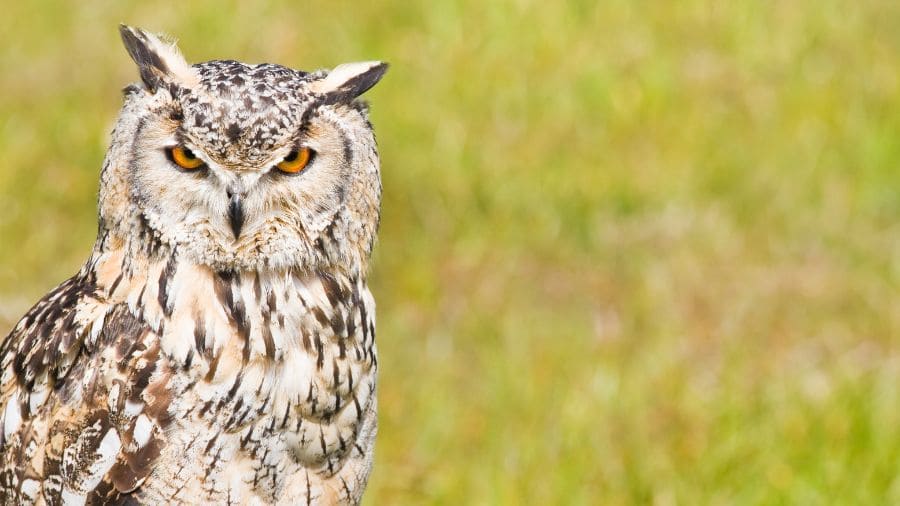 aves-de-rapina-Coruja-bubo