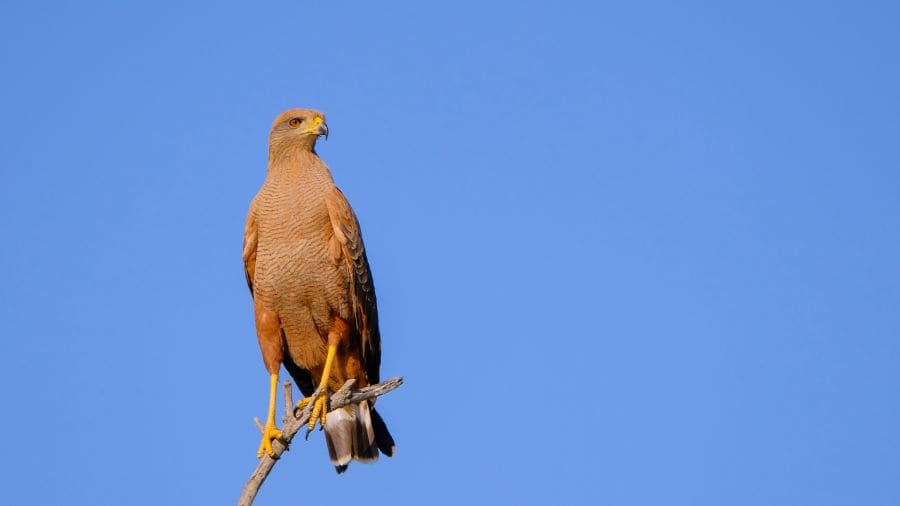 aves-de-rapina-