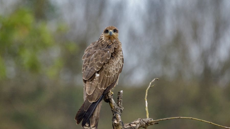aves-de-rapina-