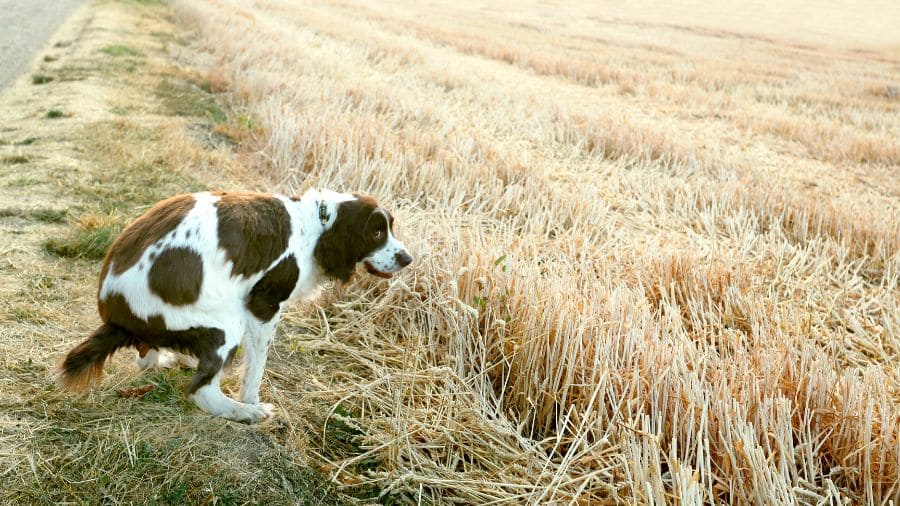 tipos-de-diarreia-em-cachorros